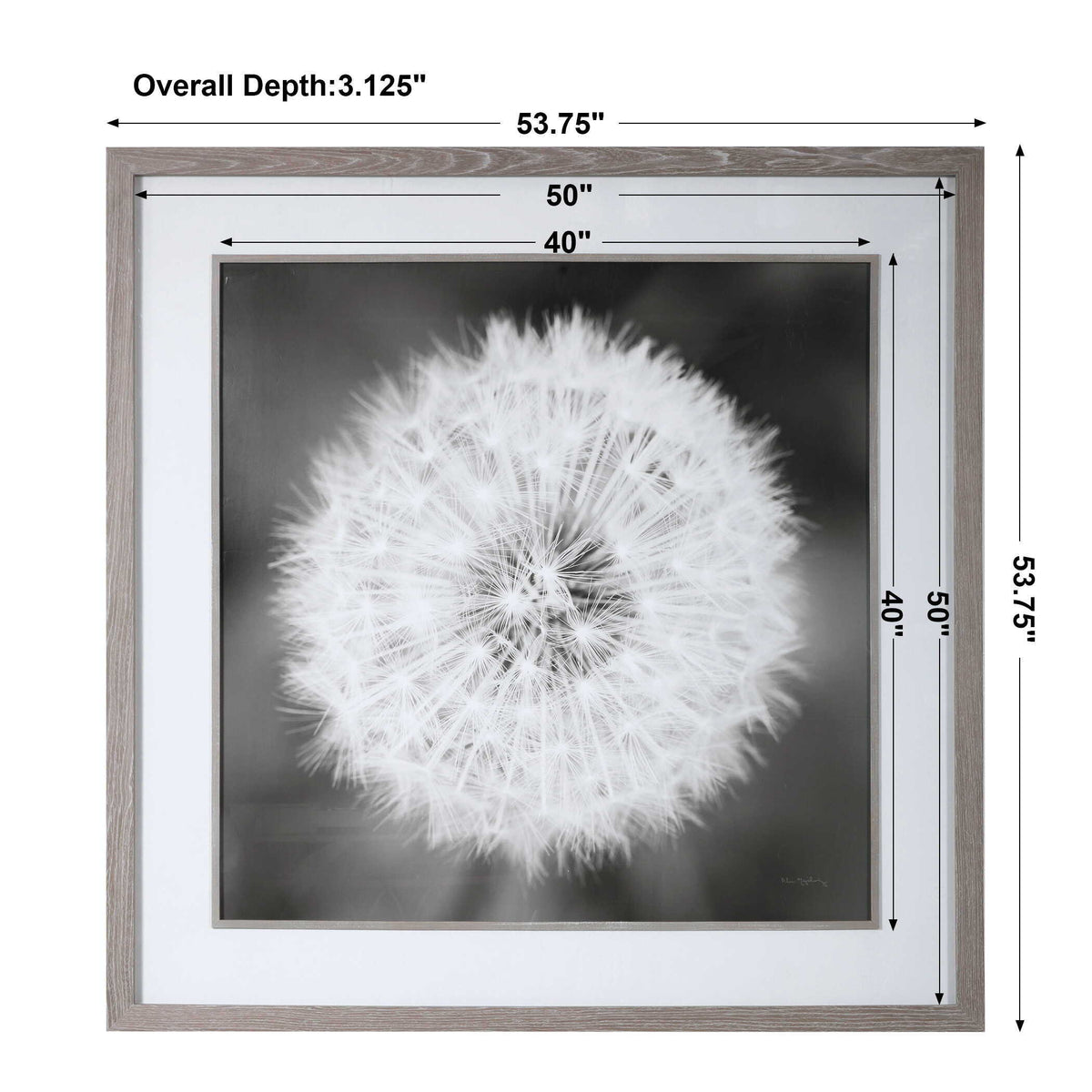 Dandelion Seedhead Framed Print - Black / White by Uttermost - View 9