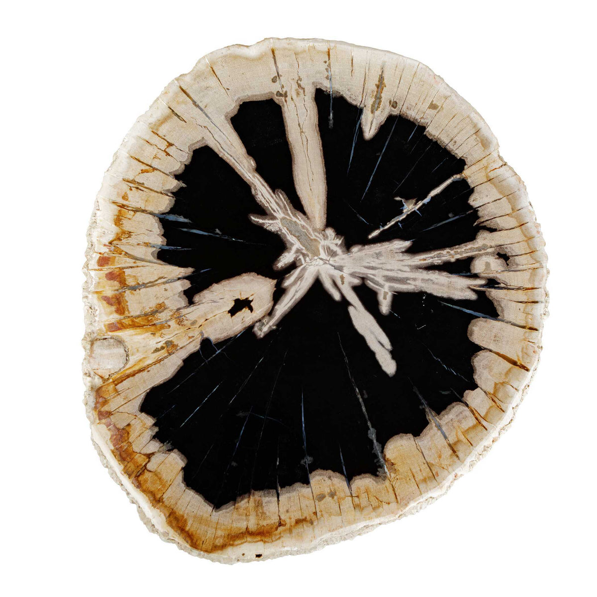 Arco Petrified Wood Top Accent Table Black / White - Beige by Uttermost - View 6