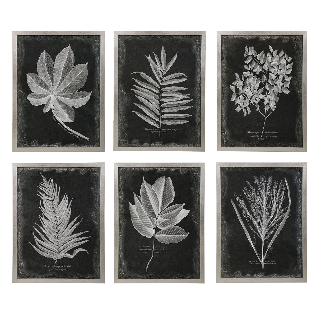 Foliage Framed Prints (Set of 6) - Black / Silver by Uttermost - View 1