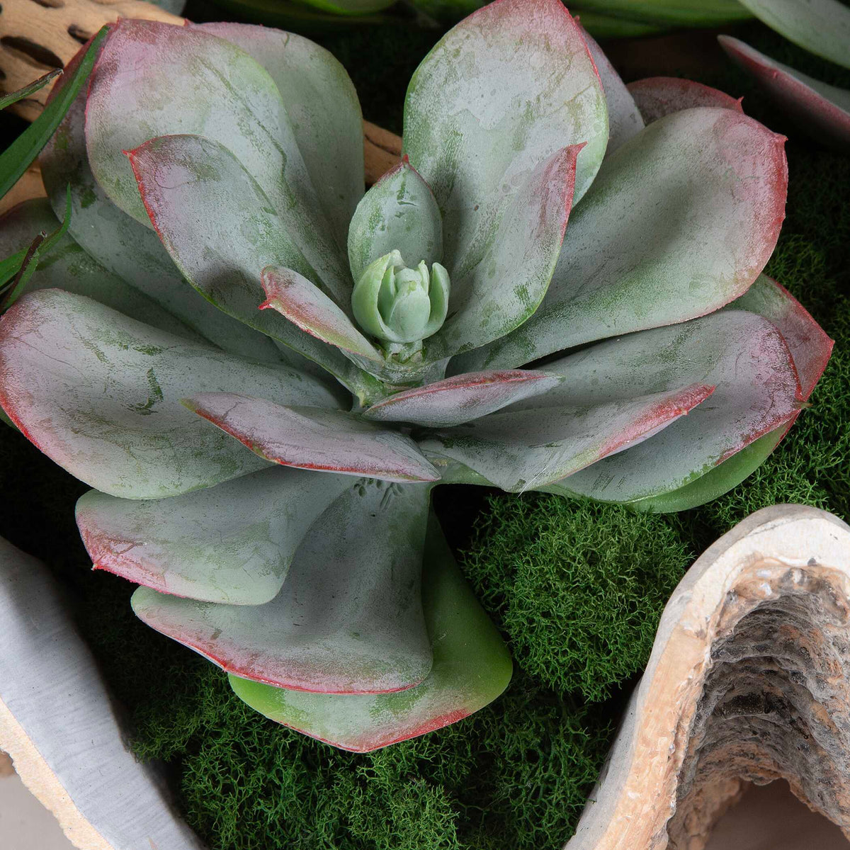 Seaside Breeze Succulents - Light Brown by Uttermost - View 3