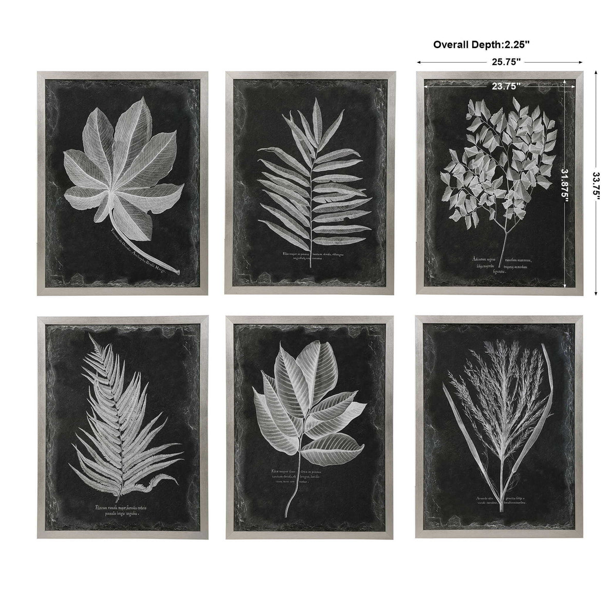 Foliage Framed Prints (Set of 6) - Black / Silver by Uttermost - View 7