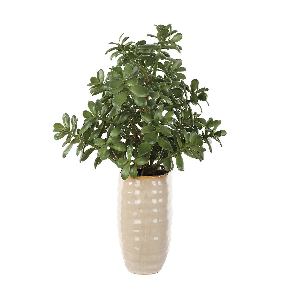 Crassula Jade Accent Plant - Beige by Uttermost - View 4