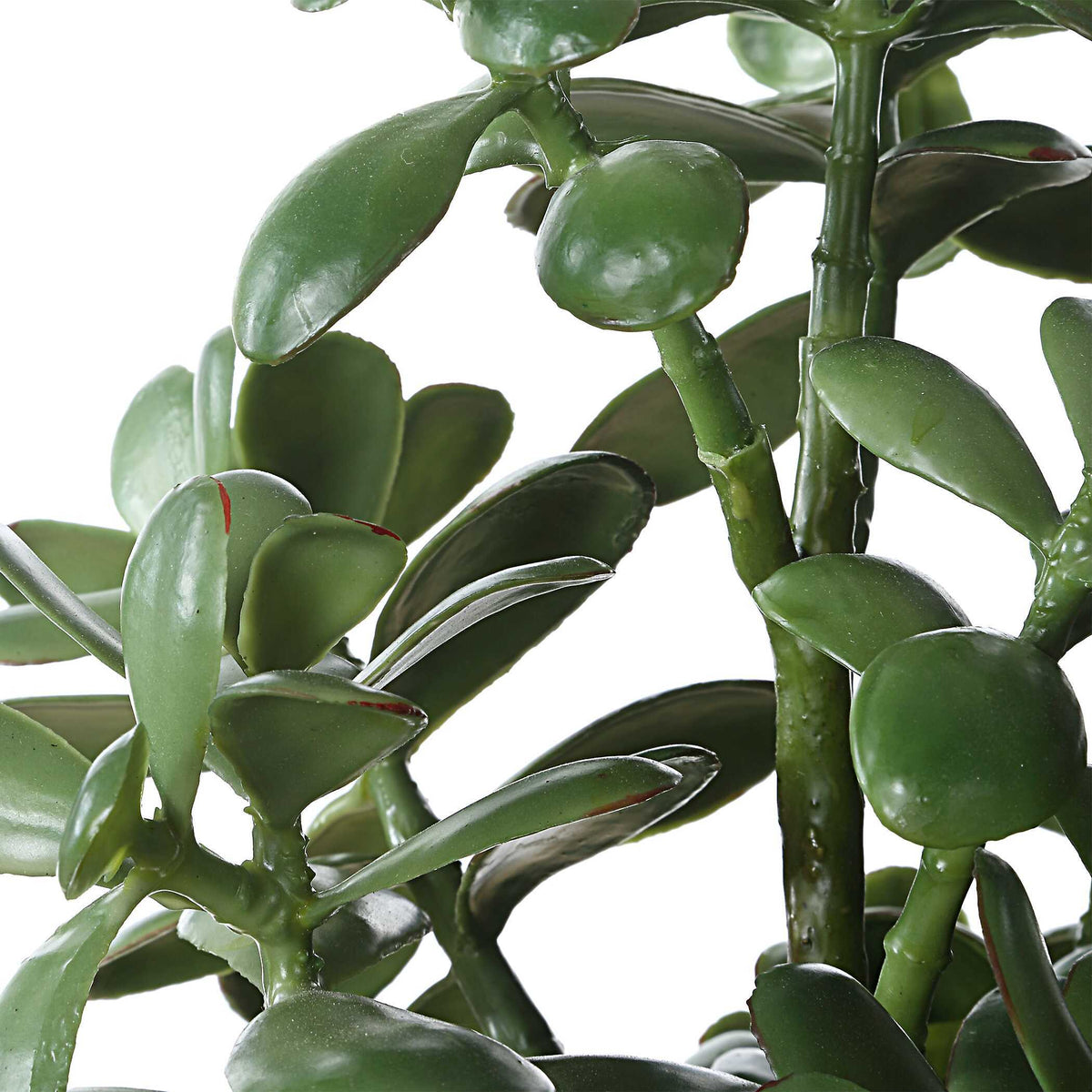 Crassula Jade Accent Plant - Beige by Uttermost - View 6