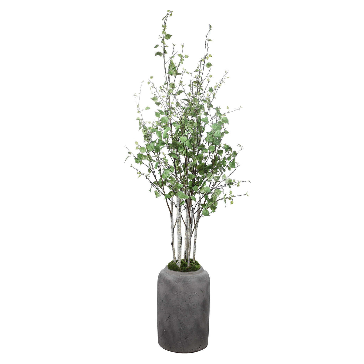 Aldis Potted River Birch - Gray / Green by Uttermost - View 1