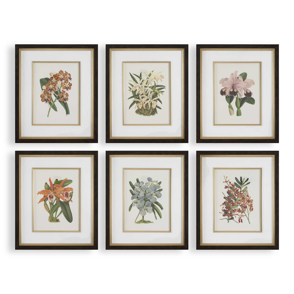 Orchid Botanical Framed Prints (Set of 6) - Green / Orange by Uttermost - View 1