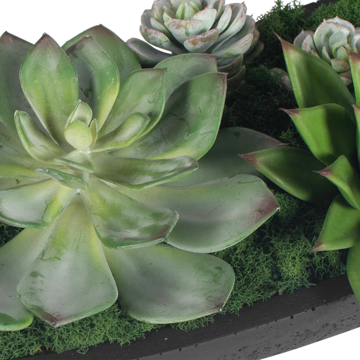 Verde Succulent Centerpiece In Bowl - Black / Green by Uttermost - View 7
