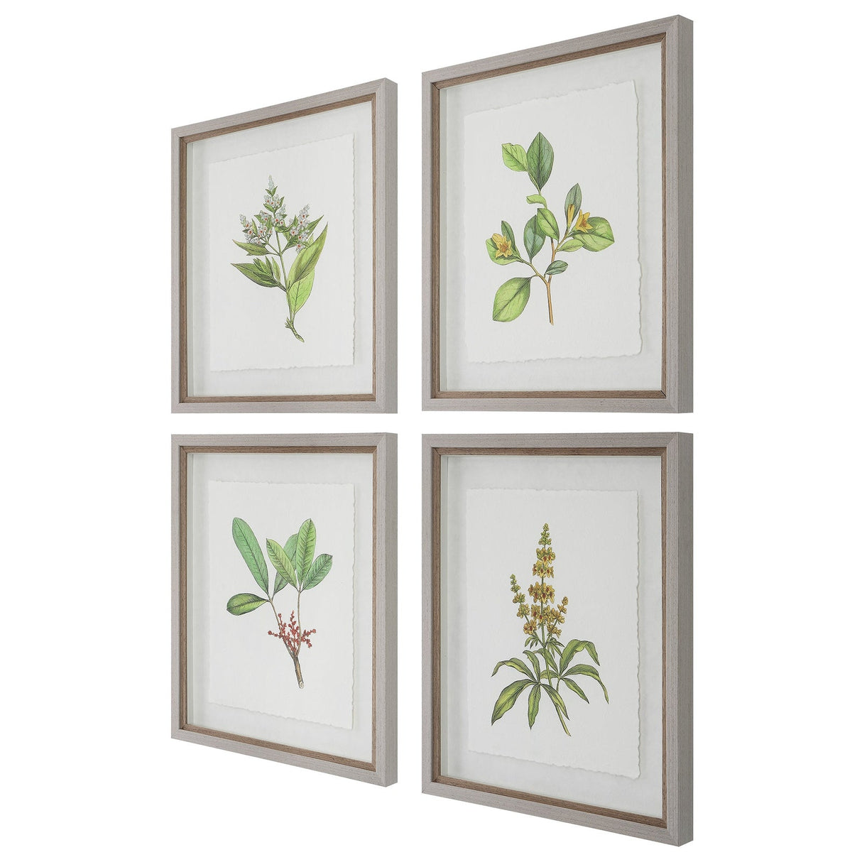 Uttermost Wildflower Study Framed Prints - Set Of 4 - Home Elegance USA