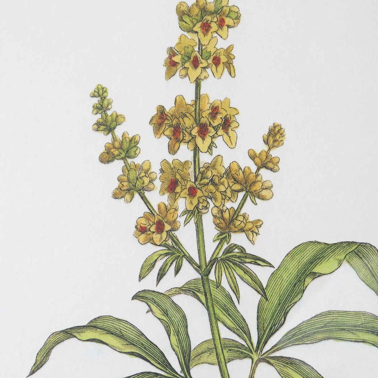 Uttermost Wildflower Study Framed Prints - Set Of 4 - Home Elegance USA