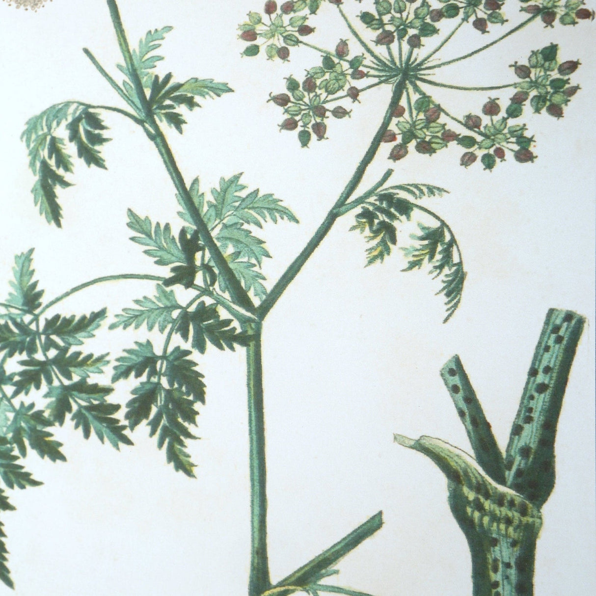 Antique Botanicals Framed Prints - Set Of 9 | Uttermost | Home Elegance USA