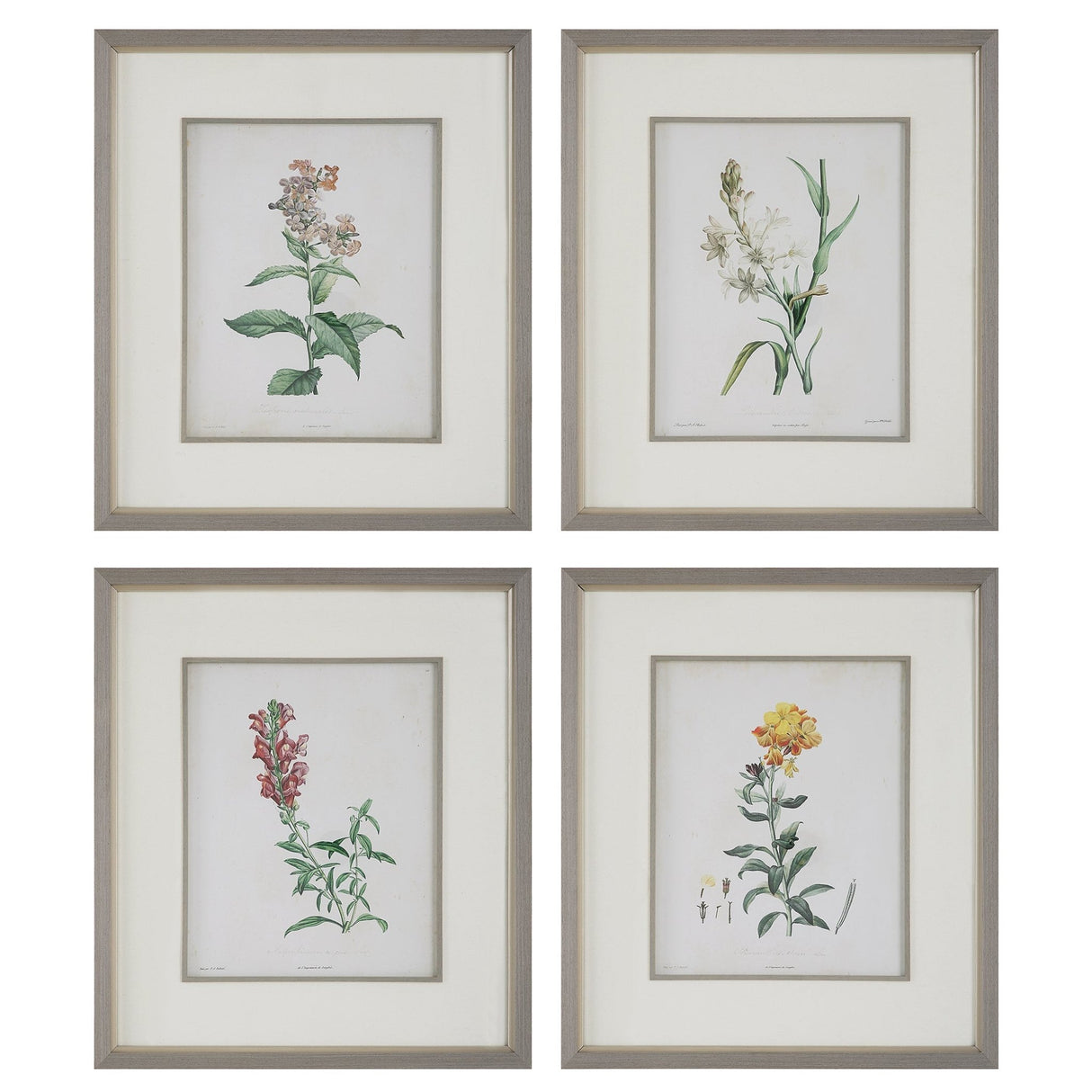 Uttermost Heirloom Blooms Study Framed Prints - Set Of 4 - Home Elegance USA