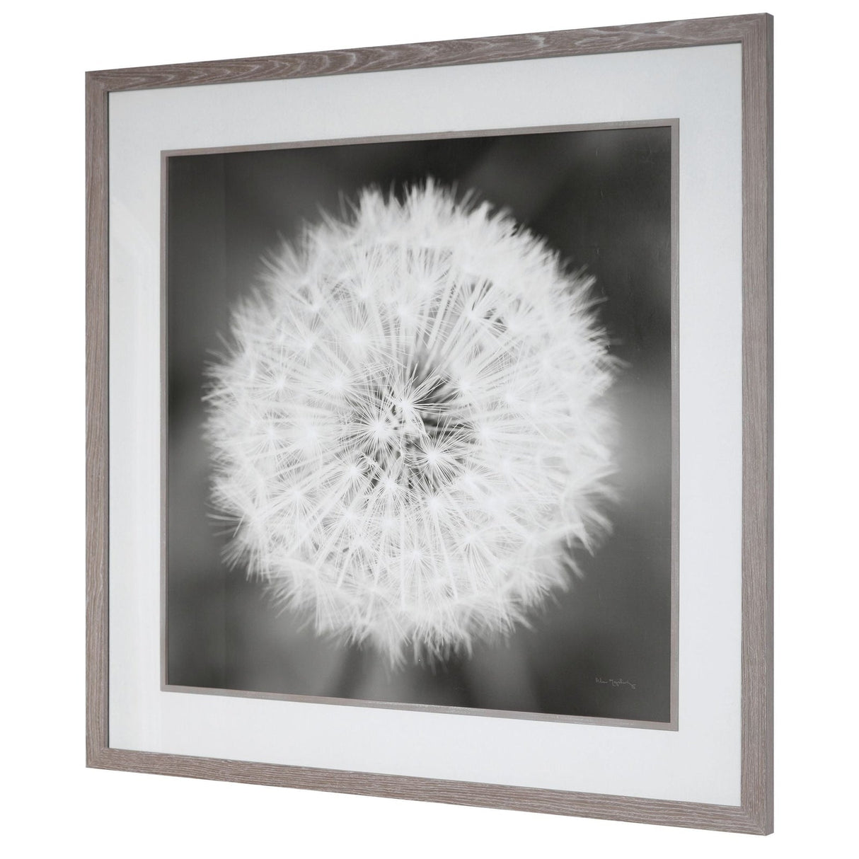 Dandelion Seedhead Framed Print | Uttermost | Home Elegance USA