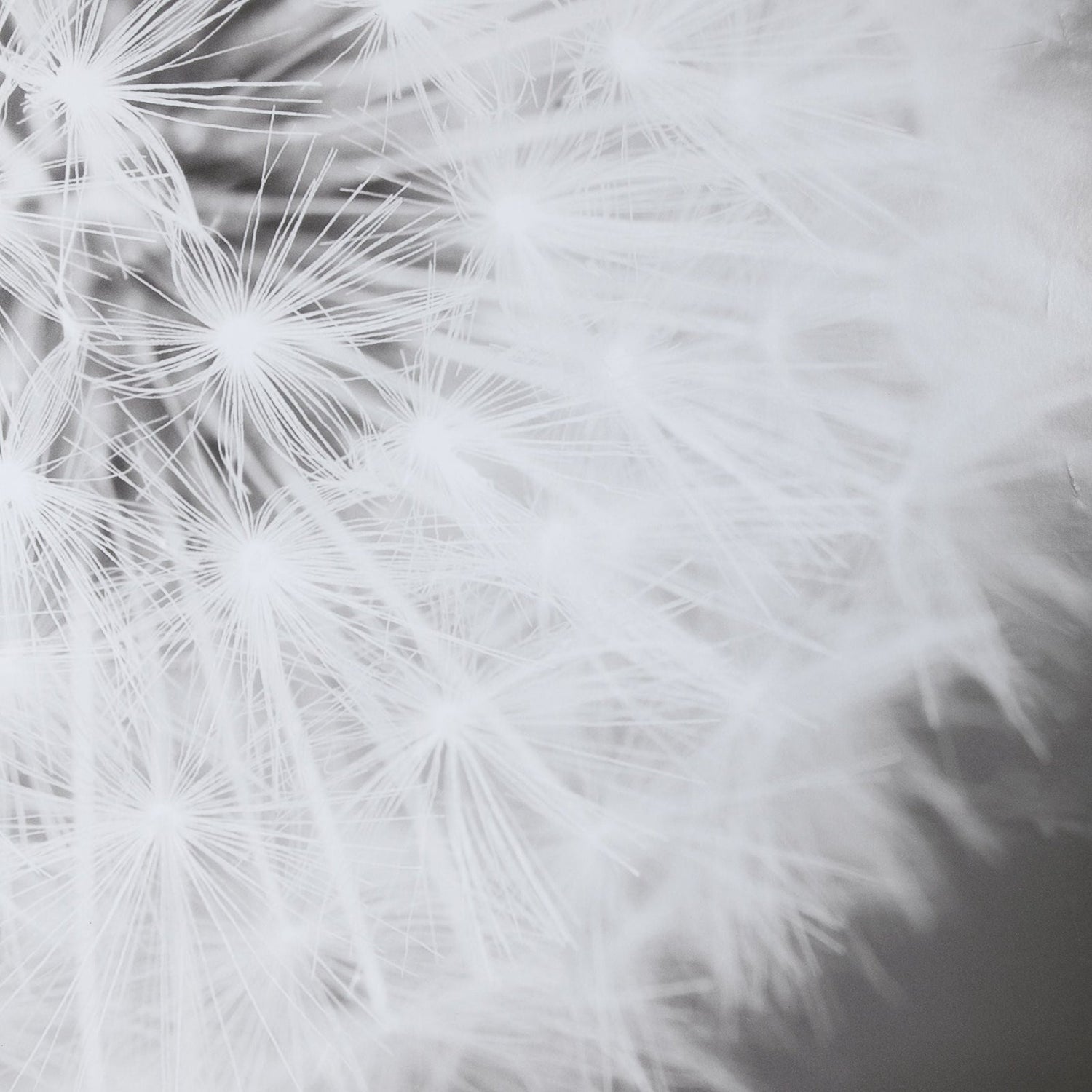Dandelion Seedhead Framed Print | Uttermost | Home Elegance USA