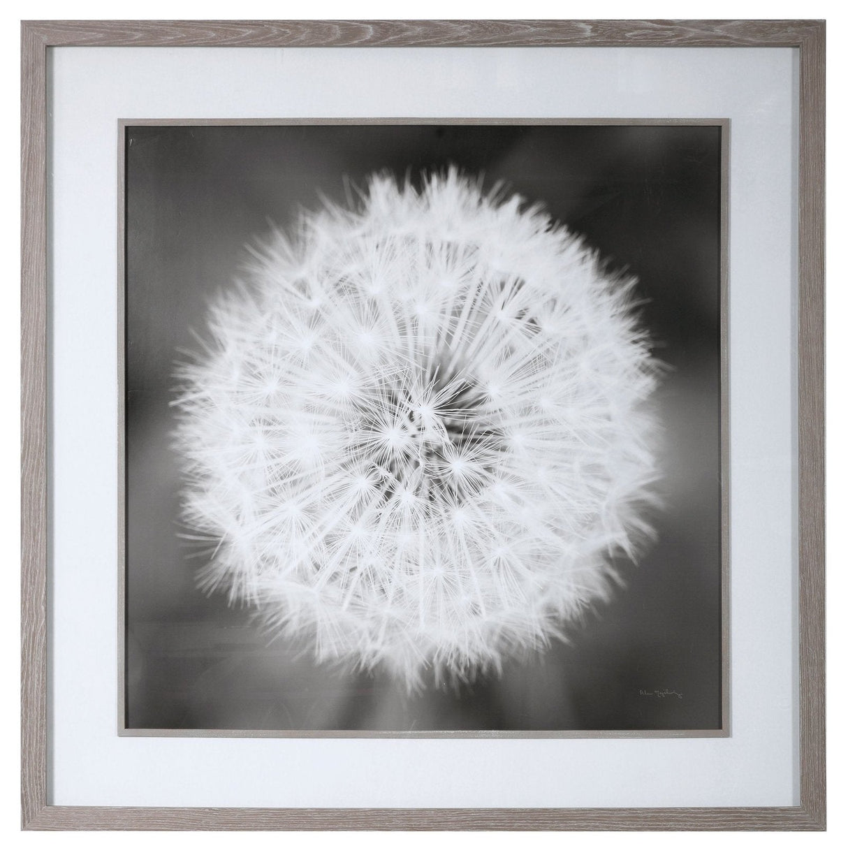 Dandelion Seedhead Framed Print | Uttermost | Home Elegance USA