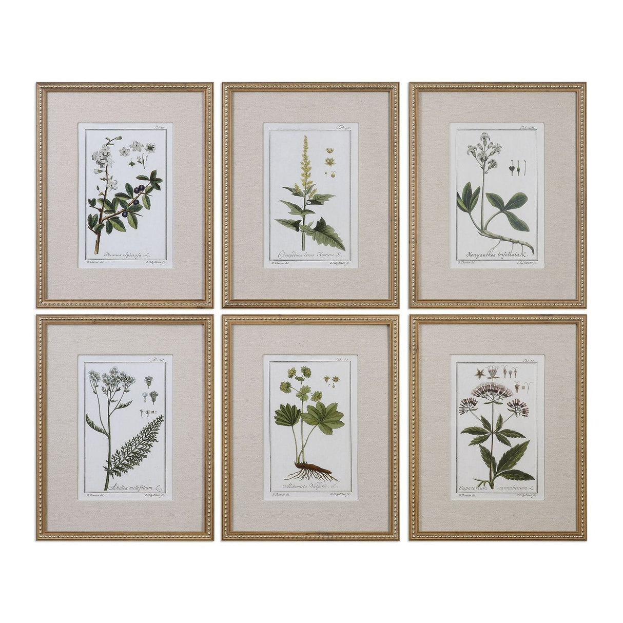 Uttermost Green Floral Botanical Study Prints - Set Of 6 - Home Elegance USA