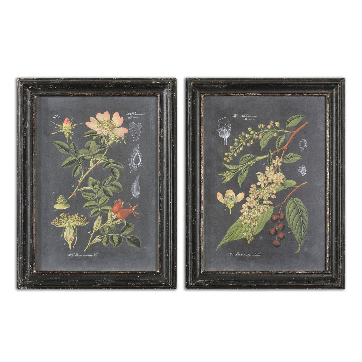 Uttermost Midnight Botanicals Wall Art - Set Of 2 - Home Elegance USA