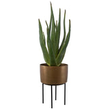 Arabia Aloe Planter - Dark Brown by Uttermost - View 3