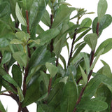 Arbor Strawberry Tree Brown / Green - Green / Beige by Uttermost - View 6