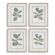 Fiddle Head Leaf Botanical Prints (Set of 4) - Green / White by Uttermost - View 1