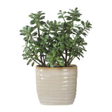 Crassula Jade Accent Plant - Beige by Uttermost - View 5