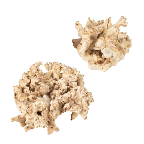 Elemental Root Outdoor Sculptures (Set of 2) - White by Uttermost - View 4