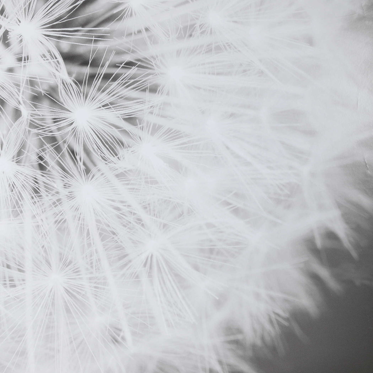 Dandelion Seedhead Framed Print - Black / White by Uttermost - View 6
