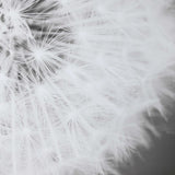 Dandelion Seedhead Framed Print - Black / White by Uttermost - View 6