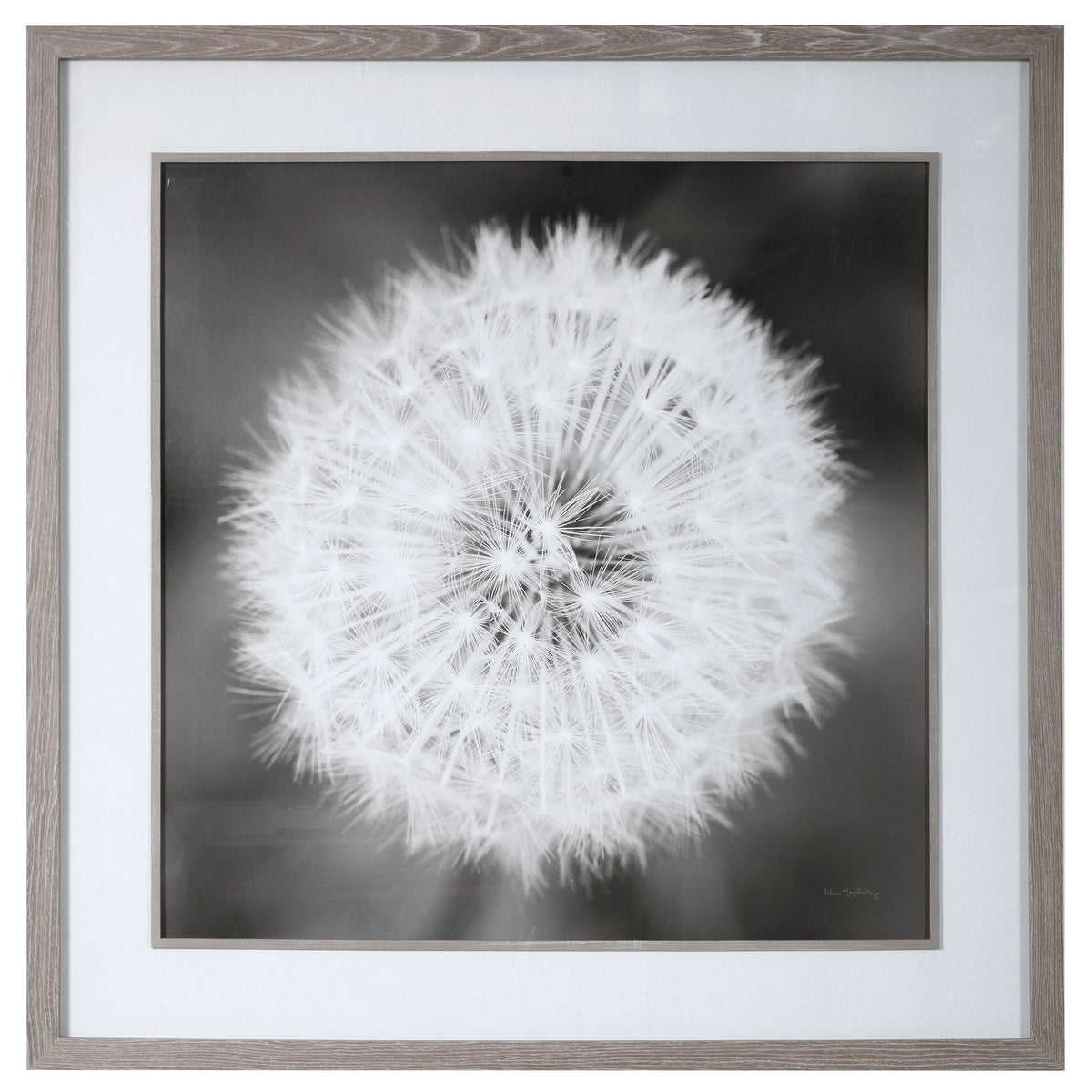 Dandelion Seedhead Framed Print - Black / White by Uttermost - View 1