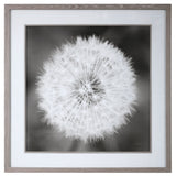 Dandelion Seedhead Framed Print - Black / White by Uttermost - View 1