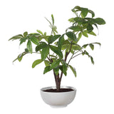Pachira Money Money Tree - White by Uttermost - View 4