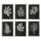 Foliage Framed Prints (Set of 6) - Black / Silver by Uttermost - View 1