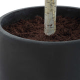 Boreal Potted Birch Tree - Dark Gray / Green by Uttermost - View 7