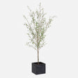 Abundance Potted Olive Tree - Black / Green by Uttermost - View 1