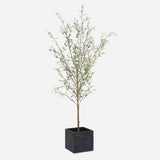 Abundance Potted Olive Tree - Black / Green by Uttermost - View 1