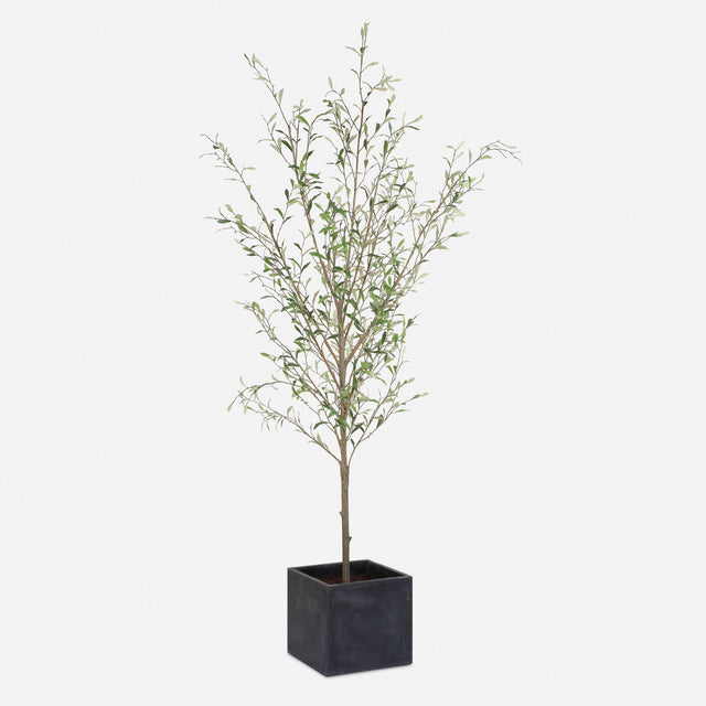 Abundance Potted Olive Tree - Black / Green by Uttermost - View 1