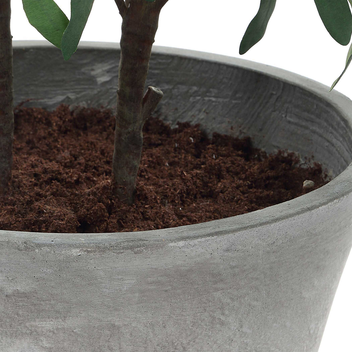 Marisol Potted Olive Plant - Gray / Green by Uttermost - View 7