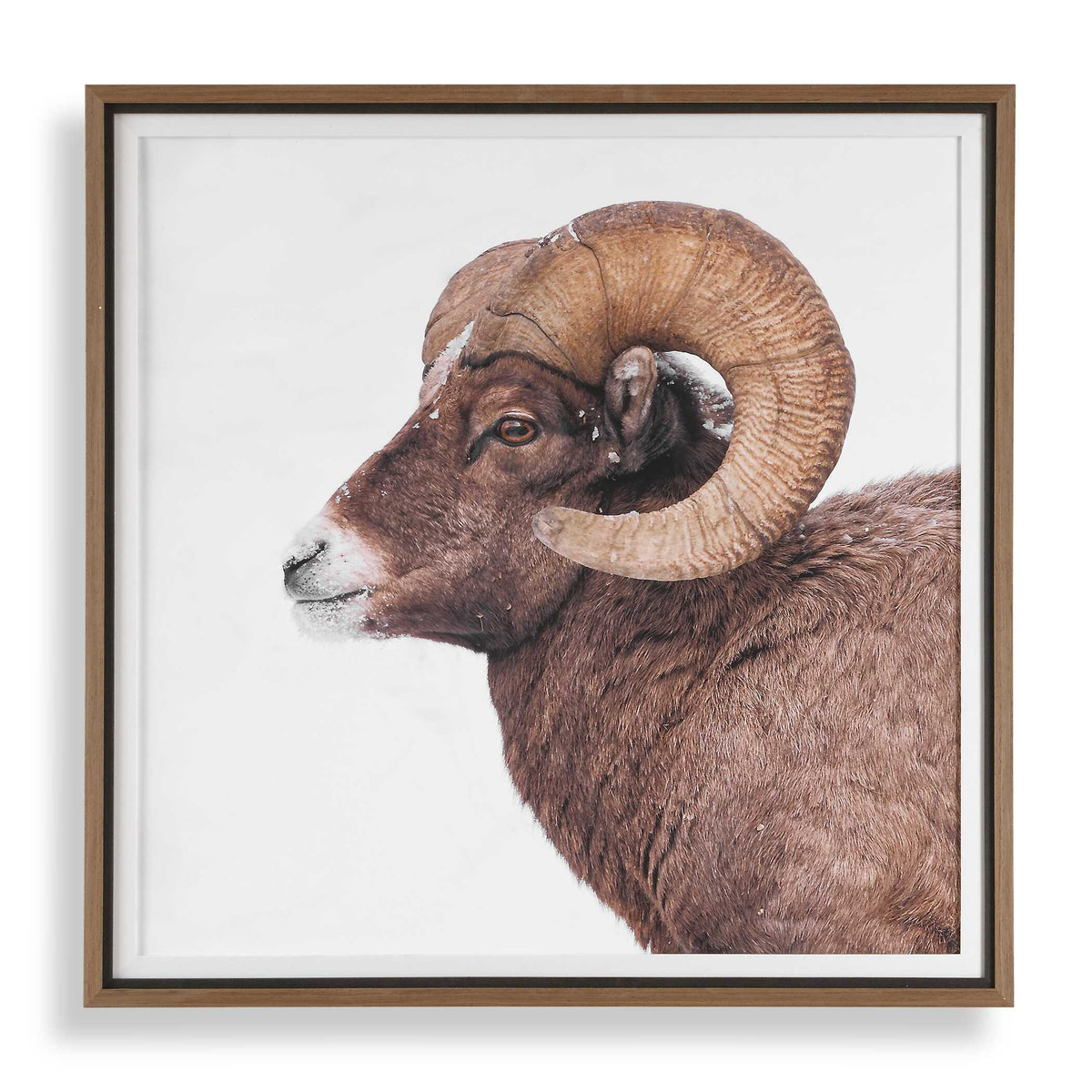 Big Horn Sheep Framed Print Black / Brown / White - Dark Brown / White by Uttermost - View 1