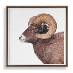 Big Horn Sheep Framed Print Black / Brown / White - Dark Brown / White by Uttermost - View 1