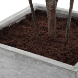 Sonora Olive Tree In Planter - Gray / Green by Uttermost - View 7