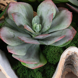 Seaside Breeze Succulents - Light Brown by Uttermost - View 3
