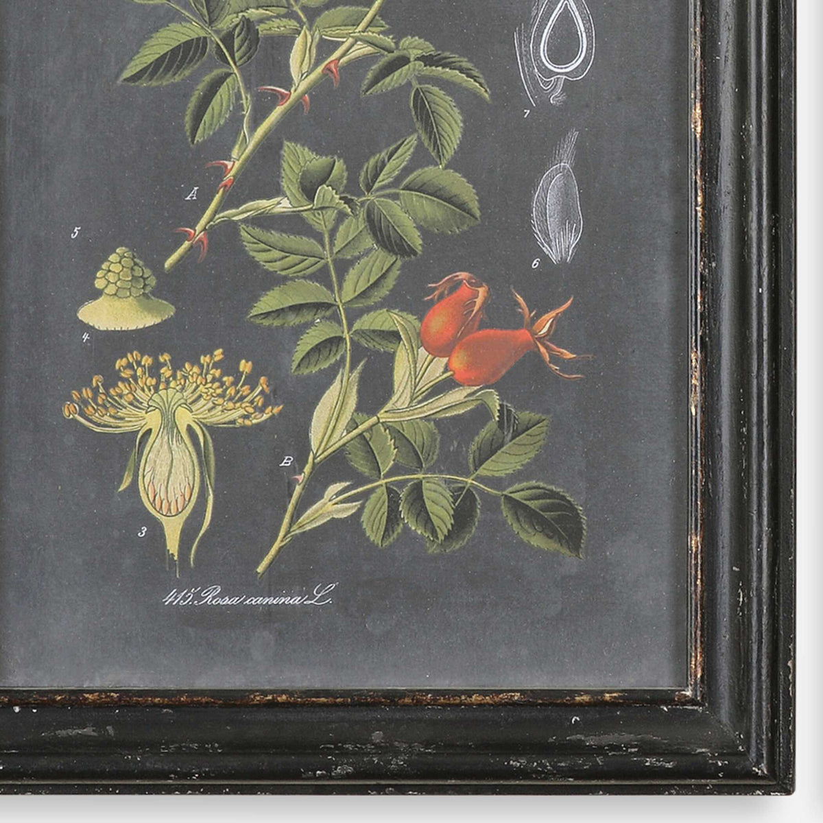 Midnight Botanicals Wall Art (Set of 2) - Black / Green by Uttermost - View 3