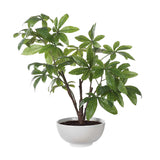 Pachira Money Money Tree - White by Uttermost - View 1