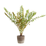 Zamia Palm Accent In Planter - Green by Uttermost - View 3