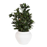 Elena Olive Centerpiece - White by Uttermost - View 1