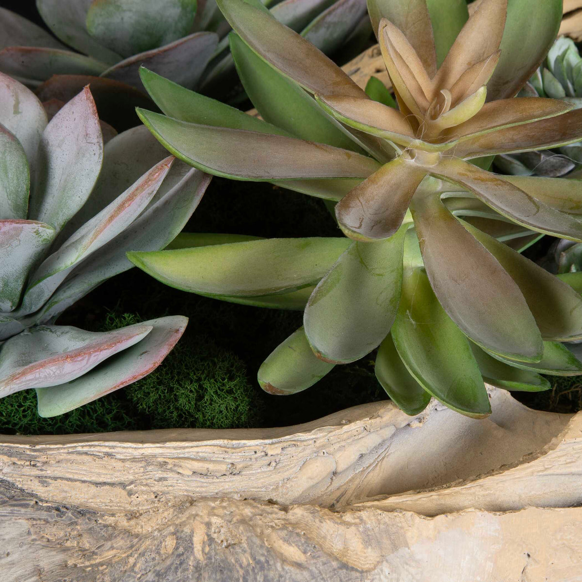 Seaside Breeze Succulents - Light Brown by Uttermost - View 4