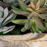 Seaside Breeze Succulents - Light Brown by Uttermost - View 4