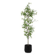Boreal Potted Birch Tree - Dark Gray / Green by Uttermost - View 1