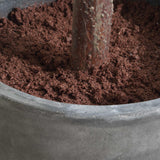 Eden Potted Fig Tree - Green by Uttermost - View 4