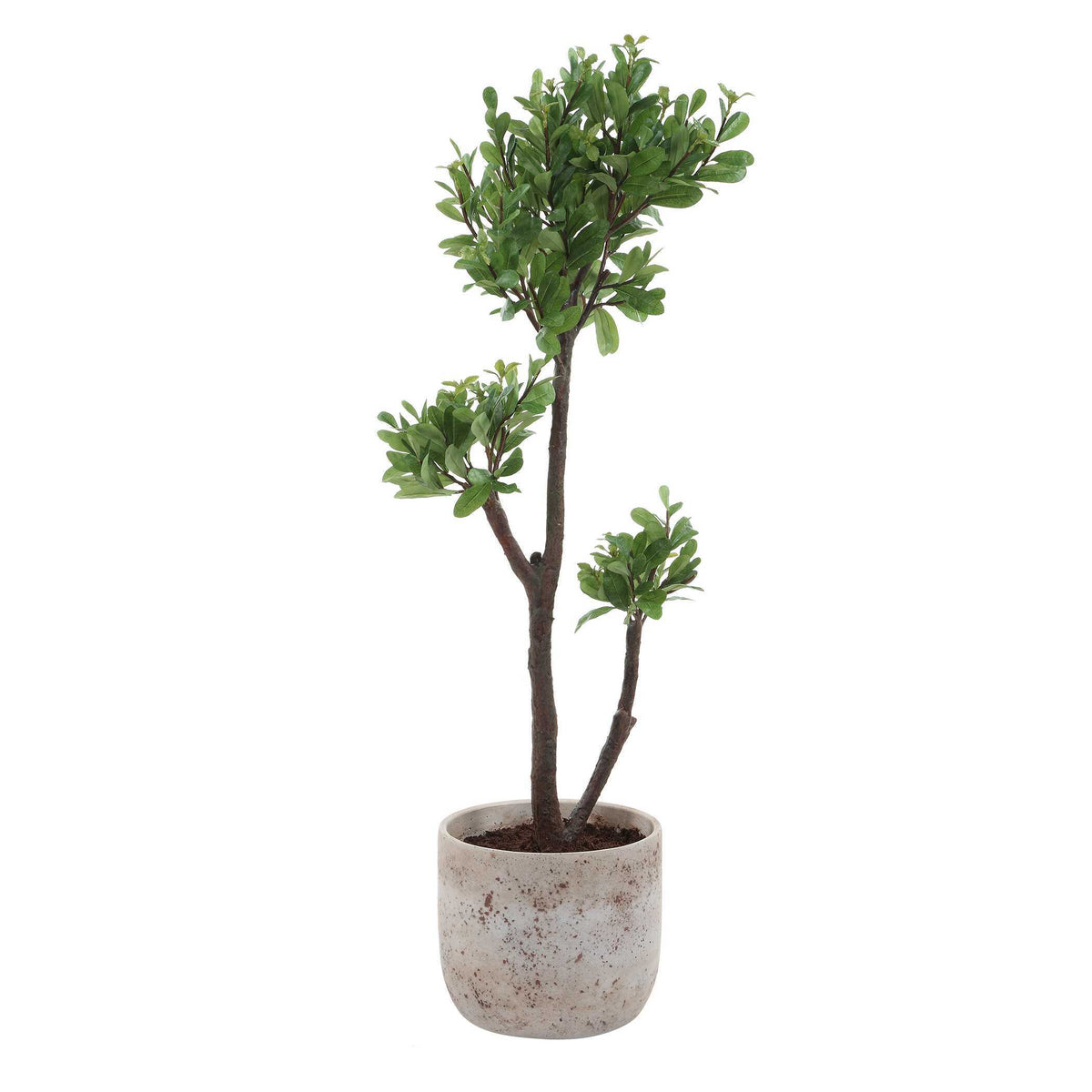 Arbor Strawberry Tree Brown / Green - Green / Beige by Uttermost - View 5