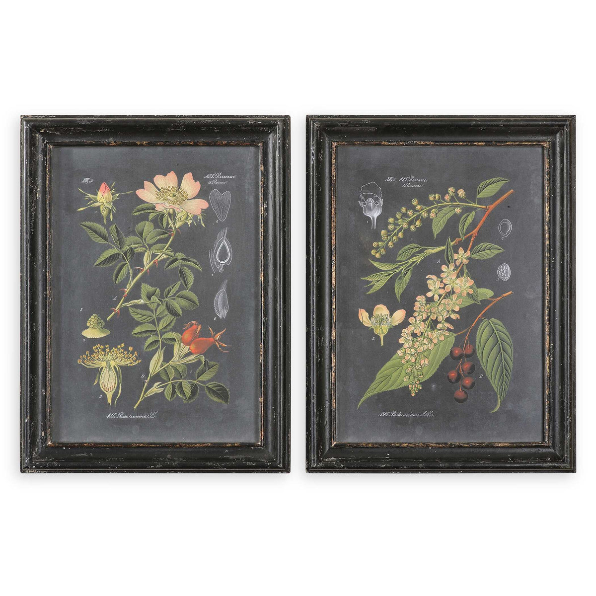 Midnight Botanicals Wall Art (Set of 2) - Black / Green by Uttermost - View 1