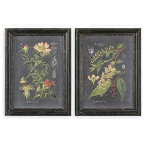 Midnight Botanicals Wall Art (Set of 2) - Black / Green by Uttermost - View 1